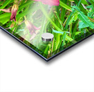 Fireheart Daylily Acrylic print