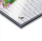 Fading Glory Last Harvest Acrylic print