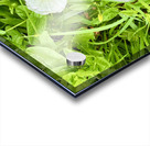 Bindweed Blossoms in the Grass Impression Acrylique