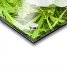 Paired in Bloom: Bindweed Duo Acrylic print