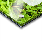 Bindweed Still Life in Nature Acrylic print