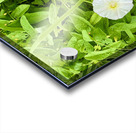 Clustered Bindweed Flowers Impression Acrylique