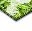 One Wild Bloom : Bindweed Focus Impression Acrylique