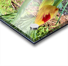 IMG 1613 Impression Acrylique