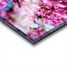 IMG 1570 Acrylic print