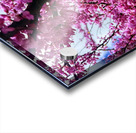  Redbud in Full Glory Acrylic print