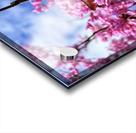 IMG 1683 Acrylic print