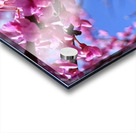 IMG 1648 Impression Acrylique