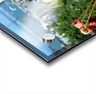 A City Rose Acrylic print