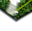 Golden Rod Exposed 2 Acrylic print