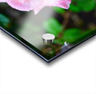 Beautiful Sweat Acrylic print