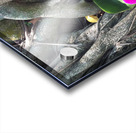 Natural Orchid 1 Acrylic print