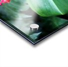 Flower Bud Acrylic print