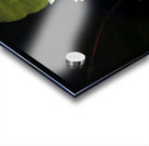 Blooms of Joy Acrylic print