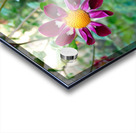 Flower Bloom 5 Acrylic print