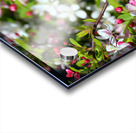 A Berry Cherry Blossom Day to You Acrylic print