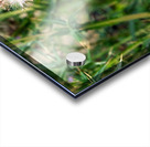 To Bee or Not to Bee   Impression Acrylique