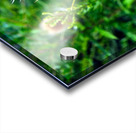 A Beautiful Prick Acrylic print