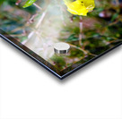 To Bee or Not to Bee  3   -- The Struggle Is Real Acrylic print