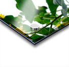 Hello Sunshine 2 Acrylic print