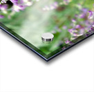 To Bee or Not To Bee--Small Flower Big Flavor 2 Acrylic print