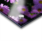 Pink Daisies 2B Impression Acrylique