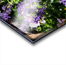 Blushing Petals 2 Acrylic print