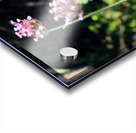 Flower Bloom 7B Acrylic print