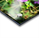 Flower Bloom 8B Acrylic print