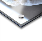 Patient Pooch Finn Acrylic print