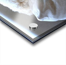 Not Pouting Pooch Acrylic print