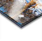 Hiding in Plain Sight Acrylic print