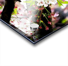 Cherry Blossom 2B Acrylic print