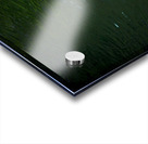 Playful Koi Impression Acrylique