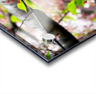 Cherry Blossom 2 Impression Acrylique