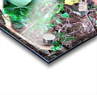 Cock in the Wild Acrylic print