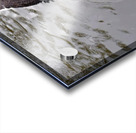 A Black Swan Moment 2B Acrylic print