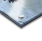 A Black Swan Moment 3 Acrylic print