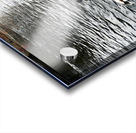 Ducking a Black Swan Moment Impression Acrylique