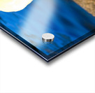 Riverside Swan Close-Up Acrylic print