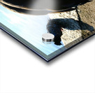 Is the Sky Falling...Just Checking Acrylic print