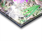 Crocus Revival Acrylic print