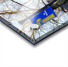 The End of Old North Side  Acrylic print