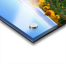 A Golden Gaze Acrylic print