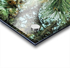  Frosted Pine Cones  Acrylic print