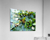 Nature’s Quiet Triumph Acrylic Print