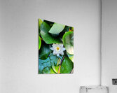 White Radiance in Green Silence Acrylic Print