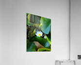 The Quiet Reveal: Beauty Beneath Acrylic Print