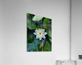 The Heart Within: Petals of Peace Acrylic Print