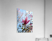 The Quiet Language of Petals Acrylic Print